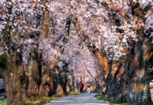 Blossoms as a Symbol of Peace and Renewal in the Kashmir Valley